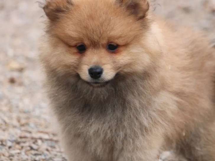 1 chiot mâle Spitz Nain disponible à la vente (LOF)