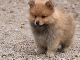 1 chiot mâle Spitz Nain disponible à la vente (LOF)