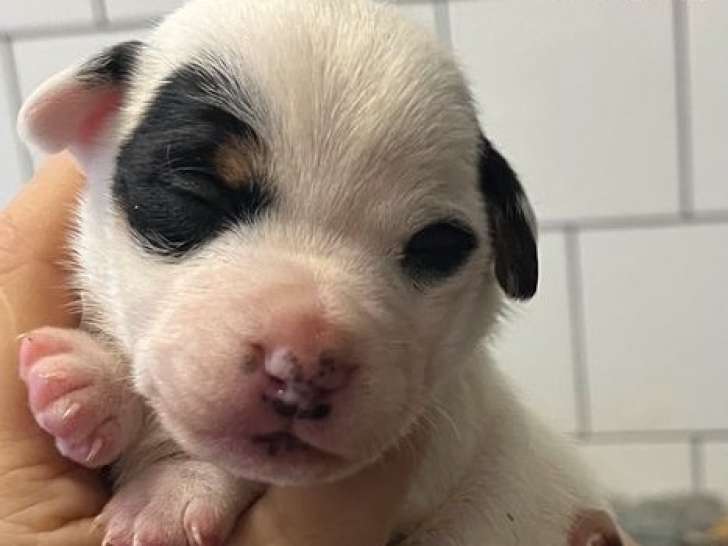 Réservation ouverte pour une portée de chiots Jack Russells non-LOF, nés en novembre 2025
