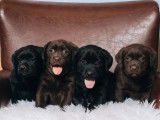 5 chiots Labrador Retriever du Labrador LOF &agrave; vendre