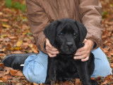 Mise en vente de plusieurs chiots m&acirc;les Labradors noirs LOF n&eacute;s le 13 ao&ucirc;t 2025