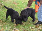 Mise en vente de plusieurs chiots m&acirc;les Labradors noirs LOF n&eacute;s le 13 ao&ucirc;t 2025
