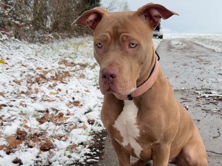 Chienne adulte American Bully à donner