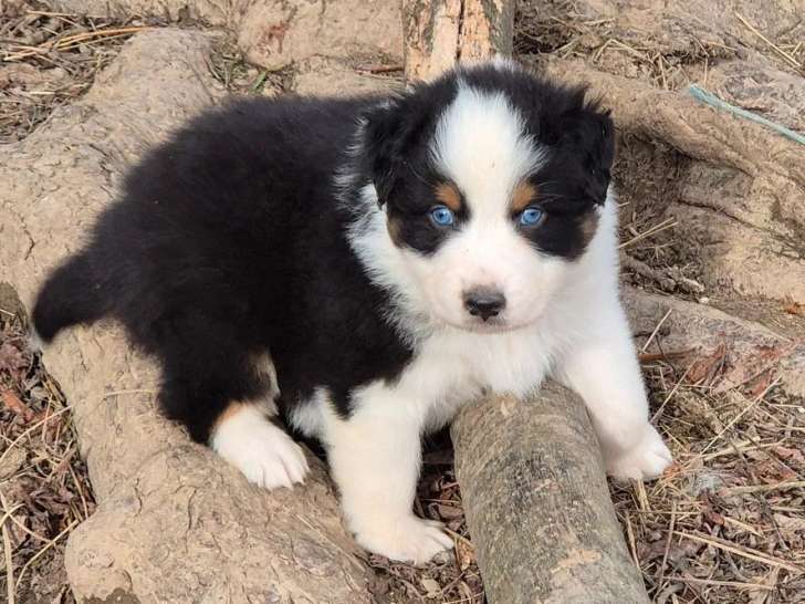 Chiots Berger Australien LOF à réserver