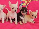 4 chiots Chihuahua LOF à vendre