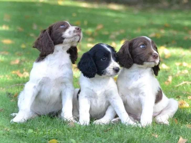 Chiots mâles English Springer Spaniel à vendre (LOF)