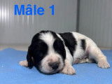 Chiots mâles English Springer Spaniel à vendre (LOF)