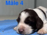 Chiots mâles English Springer Spaniel à vendre (LOF)