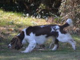 Chiots mâles English Springer Spaniel à vendre (LOF)