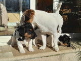 Adorable chiot Jack Russell mâle LOF à vendre