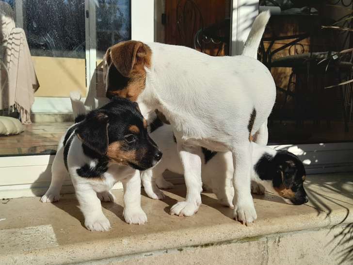Adorable chiot Jack Russell mâle LOF à vendre