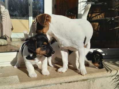 Adorable chiot Jack Russell m&acirc;le LOF &agrave; vendre