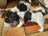 Adorable chiot Jack Russell mâle LOF à vendre