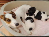 Adorable chiot Jack Russell mâle LOF à vendre