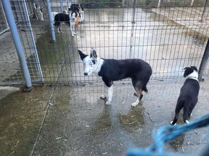 Chiot Border Collie mâle à vendre (LOF)