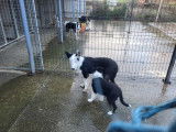 Chiot Border Collie mâle à vendre (LOF)