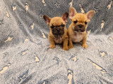 2 chiots femelles Bouledogue Fran&ccedil;ais disponibles &agrave; l&rsquo;achat (LOF)