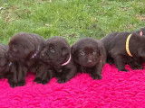 6 chiots Labrador Retriever chocolat disponibles &agrave; la vente (LOF)