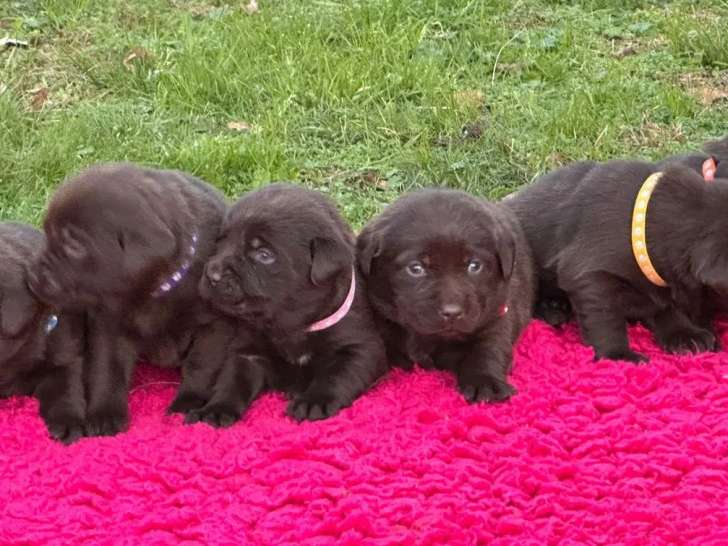 6 chiots Labrador Retriever chocolat disponibles à la vente (LOF)
