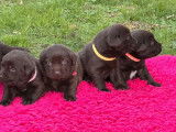 6 chiots Labrador Retriever chocolat disponibles à la vente (LOF)