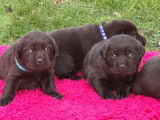 6 chiots Labrador Retriever chocolat disponibles à la vente (LOF)