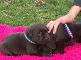 6 chiots Labrador Retriever chocolat disponibles à la vente (LOF)