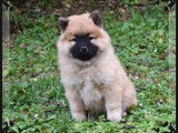 3 chiots Eurasier femelles disponibles &agrave; la r&eacute;servation (LOF)