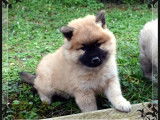 3 chiots Eurasier femelles disponibles &agrave; la r&eacute;servation (LOF)