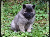 3 chiots Eurasier femelles disponibles &agrave; la r&eacute;servation (LOF)
