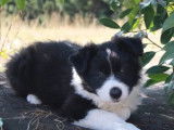 Des chiots m&acirc;les Border Collie noir et blanc  &agrave; vendre (LOF)