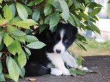 Des chiots mâles Border Collie noir et blanc à vendre (LOF)