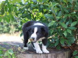 Des chiots mâles Border Collie noir et blanc à vendre (LOF)