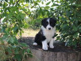 Des chiots mâles Border Collie noir et blanc à vendre (LOF)