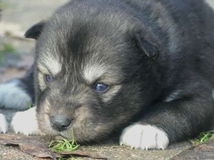 8 chiots Husky de Sibérie à vendre (LOF)