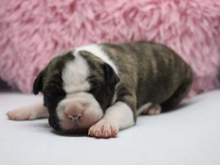 À vendre, 7 chiots American Staffordshire Terrier (LOF)