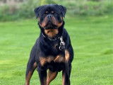 Chien mâle Rottweiler noir et feu pour saillie (LOF)
