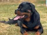 Chien mâle Rottweiler noir et feu pour saillie (LOF)