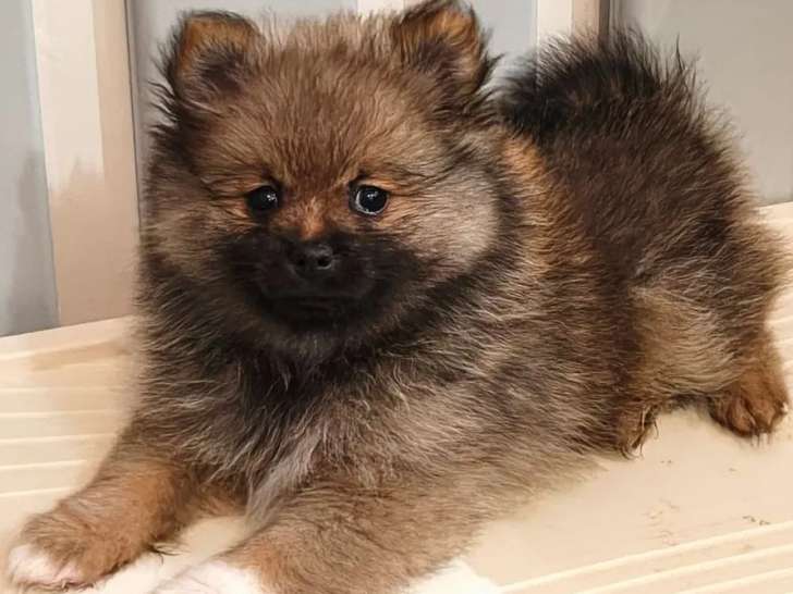 3 chiots femelles Spitz Nain Poméranien à vendre (LOF)