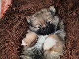 3 chiots femelles Spitz Nain Poméranien à vendre (LOF)
