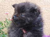 3 chiots femelles Spitz Nain Poméranien à vendre (LOF)