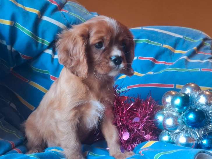 1 chiot mâle Cavalier King Charles LOF à vendre