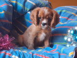 1 chiot mâle Cavalier King Charles LOF à vendre