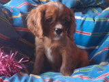 1 chiot mâle Cavalier King Charles LOF à vendre