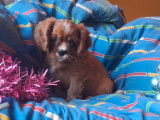 1 chiot mâle Cavalier King Charles LOF à vendre