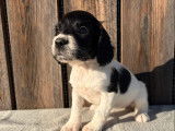 3 chiots Springer Spaniel LOF &agrave; vendre