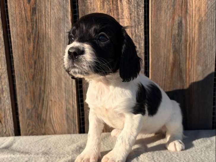 3 chiots Springer Spaniel LOF à vendre
