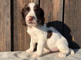3 chiots Springer Spaniel LOF à vendre