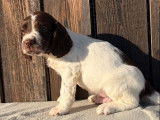 3 chiots Springer Spaniel LOF à vendre
