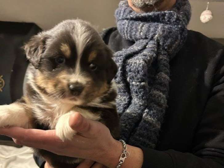 2 chiots Bergers Australiens LOF disponibles à la réservation