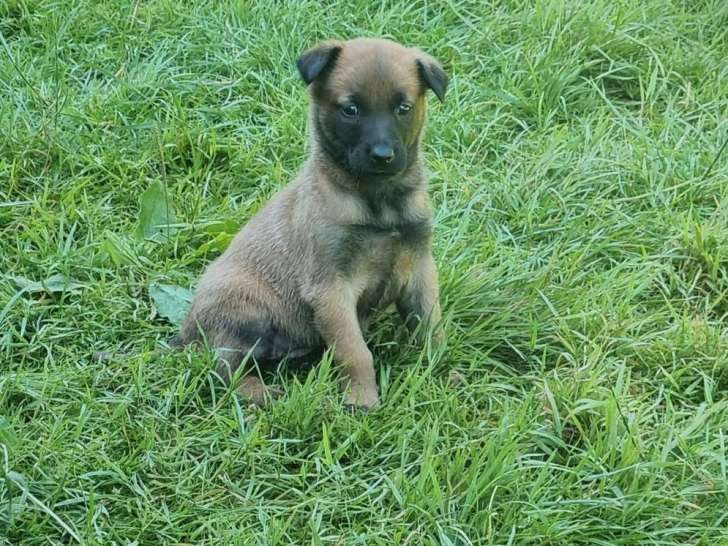 À vendre, plusieurs chiots Bergers Belges Malinois LOF d’octobre 2025